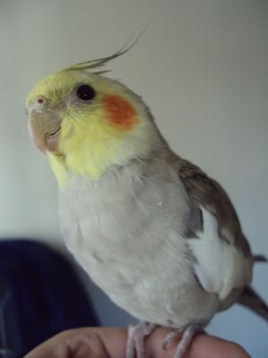 Cockatiel.jpg